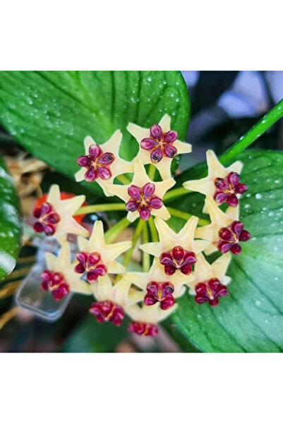 Eufloria Hoya polyneura 'Broget' (mutație RC) Ø12cm