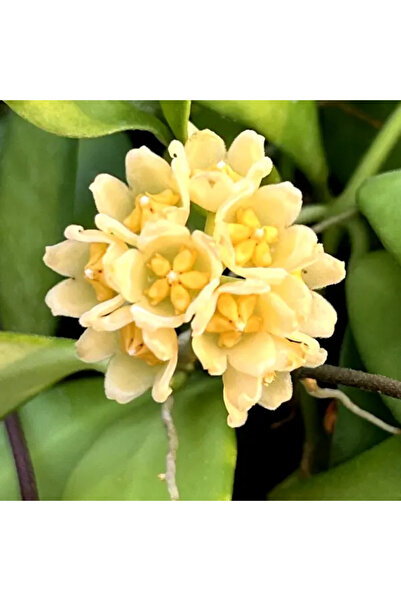 Eufloria Hoya 'Noona' Ø6cm