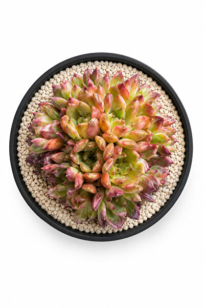 Mialys XXL Seri | İthal Sukulent Echeveria ‘Purple Orange’ Çok Rozetli ve Ren...