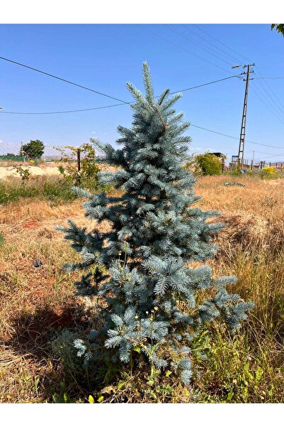 Alperen Mühendislik Tarım 140-160 cm Mavi Ladin Fidanı – Peyzaj ve Bahçe İçin...