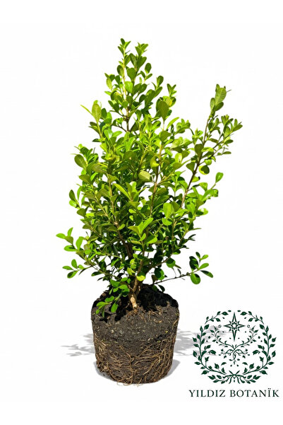 YILDIZ BOTANİK Şimşir Fidanı Yarı Bodur Çit Bitkisi Buxus Sempervirens 25-30 CM