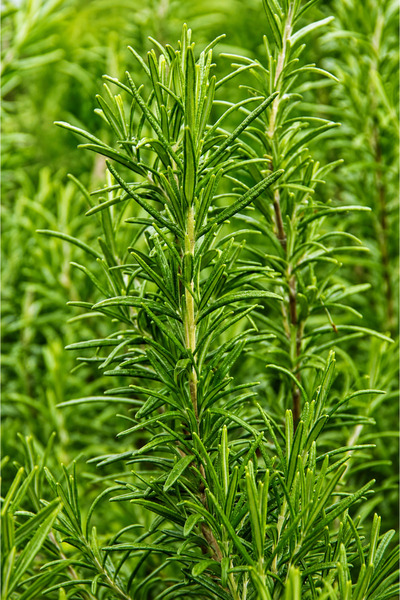 Vasada Biberiye Fidesi Rosmarinus Officinalis Tüplü 20-40 cm