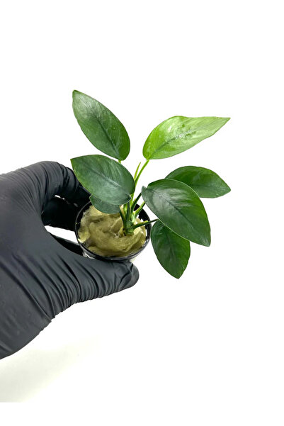 netx Canlı Bitki L019D Anubias barteri var Nana (Type D)