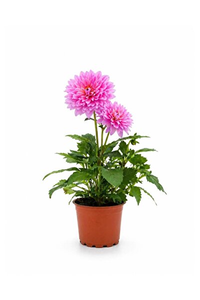 gardenkoala Yıldız Çiçeği – Dahlia