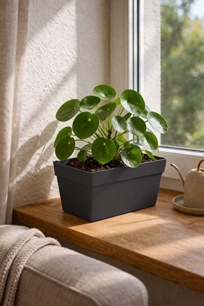 POLİVAHOME Yalı Saksı 6,5 Lt 30 Cm Plastik Bahçe Balkon Veranda Çit Küpeşte Ç...