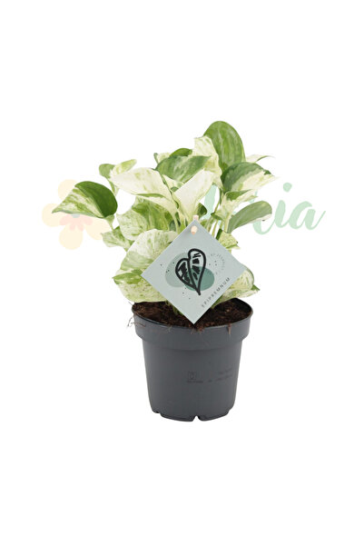 Eufloria Epipremnum 'Manjula' Ø12cm