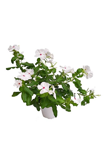Floraria Tria's Vinca