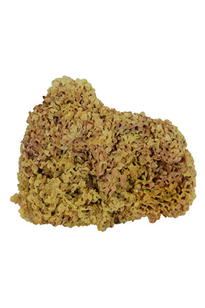 colezium Sea fennel natural native 100 gr package