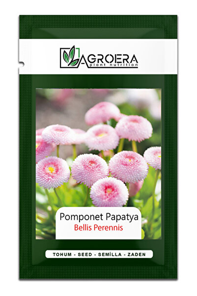 AGROERA Şeker Tabağı Tohumu - Pomponet Papatya (Bellis Perennis)