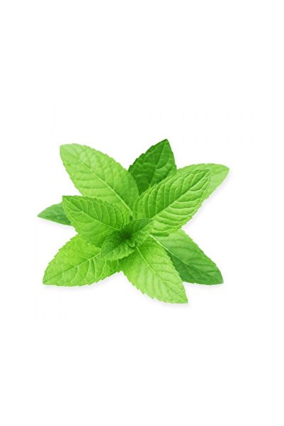 Herbstore.gr Δυόσμος σε εμβαπτιζόμενα φακελάκια