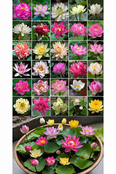 Bade Shop 15 Adet Karışık Lotus Tohumu – Japon Su Zambağı Çiçeği Tohumu – Kas...