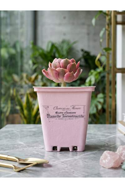Aeonium Pink Witch Sukulent – Dekoratif Saksılı Canlı Bitki