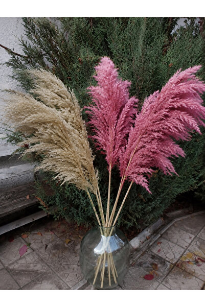 TROYA Pembe / Doğal Pampas 20 Adet 100 Cm