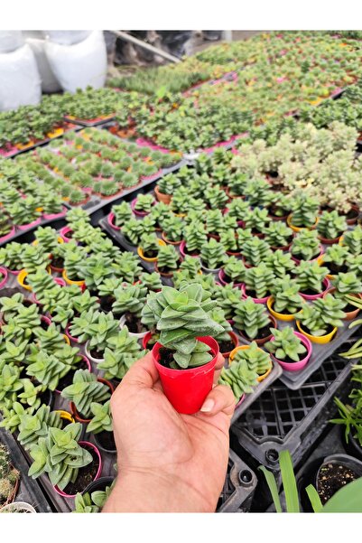 bitkidünyam Crassula Sukulent Çiçeği Canlı Küçük Boy Üretim Saksıda Ev Ofis D...