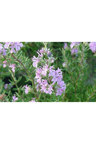 Green Health ΒΟΤΑΝΟ ΘΡΟΥΜΠΙ 1ΤΕΜ 100gr