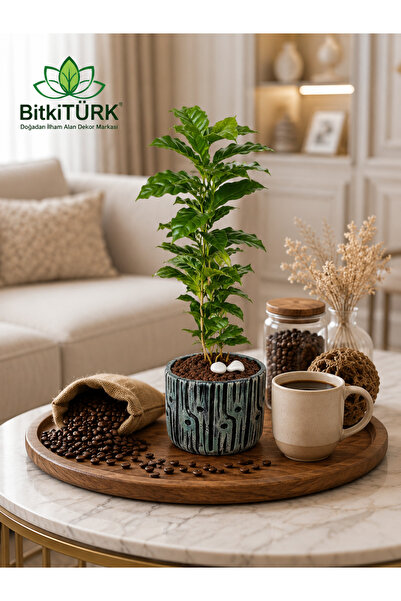 BitkiTÜRK İthal Kahve Bitkisi (Coffea Arabica) Beton Saksıda Canlı Salon Bitk...