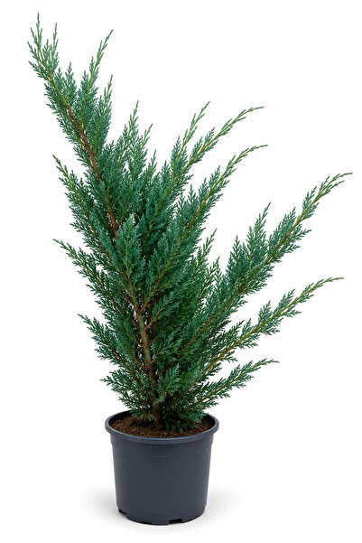 Rosemary Garden Juniperus Communis Müşlep Ardıç Ağacı 80-100 cm 2 L Saksılı S...