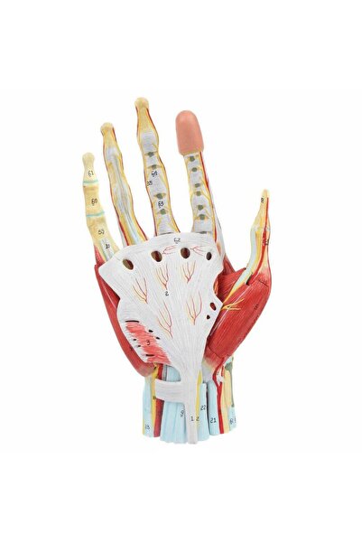EgeAnatomi Maketleri El Anatomisi Modeli, Kaslar, Bağlar, Sinirler ve Arterle...