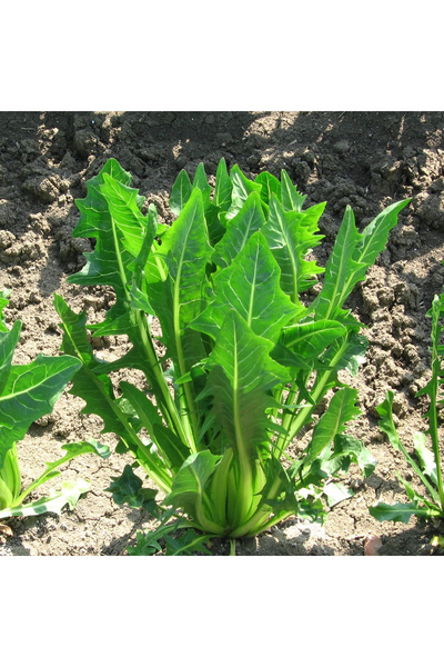 123 1000 Seeds of Dandelion and Chicory, Cold-Resistant, Fast-Growing, Heirlo...