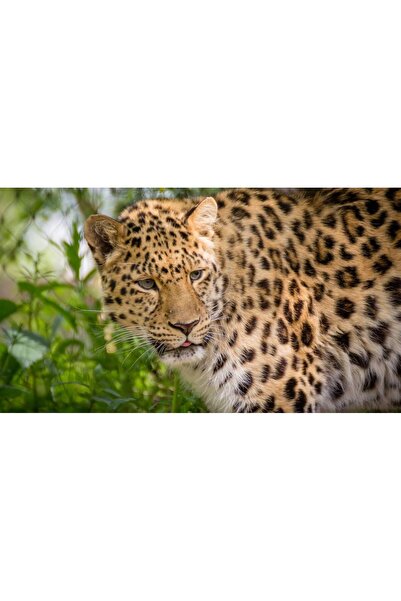 Persona Tablou canvas 100 x 70 cm, Animale model 44