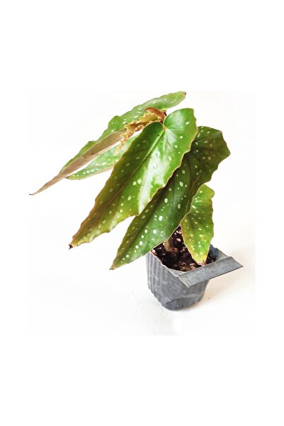BİORGANİX Çilli Begonya Çiçeği Fidanı 10-20 cm