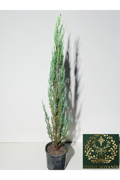 YILDIZ BOTANİK Mavi Kalem Selvi Fidanı Blue Arrow Juniper Bitkisi 100-110 CM