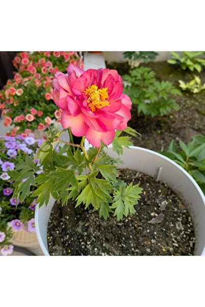 Bloom & Sow Seed 100 بذرة من زهرة الفاوانيا الوردية المتدرجة (النوع الخشبي ال...