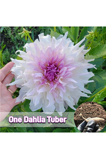 Bloom & Sow Seed بذور داليا متدرجة اللون من الأبيض إلى الأرجواني (100 حبة) - ...