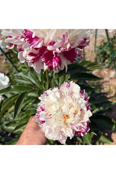Bloom & Sow Seed بذور الفاوانيا المخططة (Paeonia lactiflora) زهرة زينة كلاسيك...