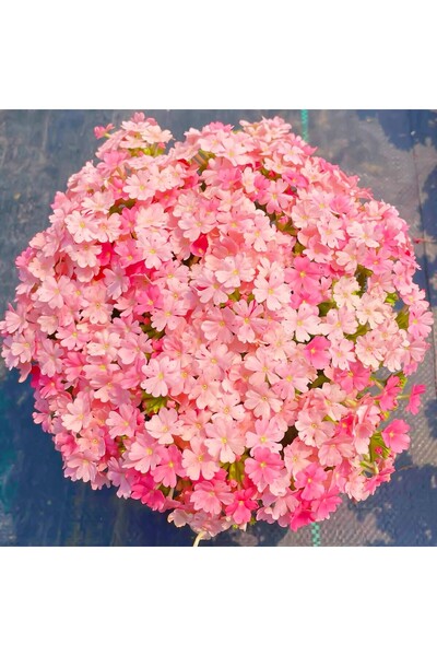 Bloom & Sow Seed بذور الفيربينا متعددة الألوان بدرجات الوردي – زهور متسلقة مت...