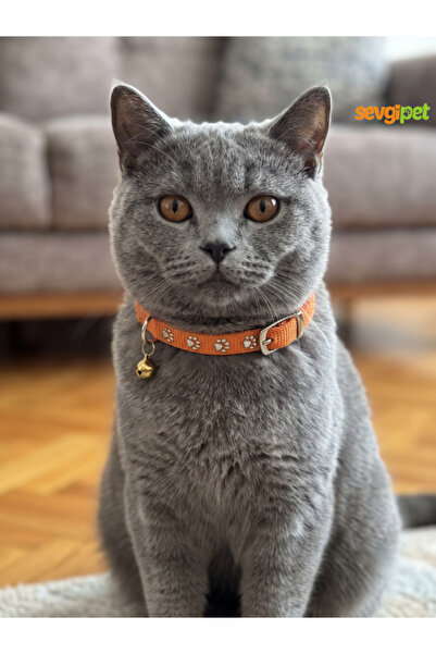 sevgipet Taşlı Pati Desenli Zilli Kedi ve Küçük Irk Köpek Boyun Tasması (Karı...