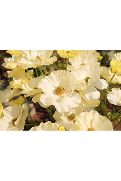 Bloom & Sow Seed بذور زهرة الحوذان بلون كريمي وأصفر باهت، بتلات متموجة تزهر ل...