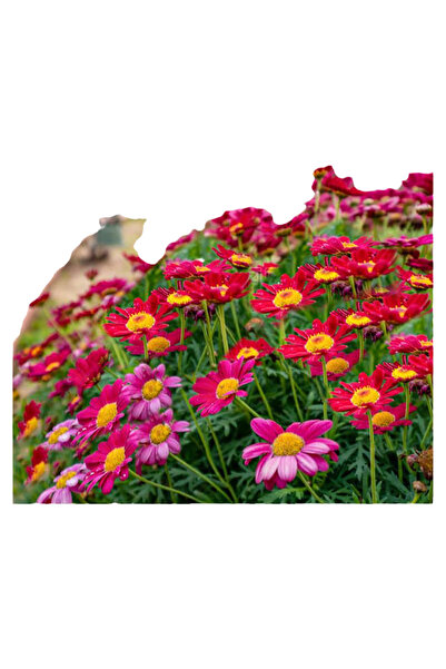 Bloom & Sow Seed بذور زهرة الأرجيرانثيم الحمراء الأرجوانية النابضة بالحياة مع...
