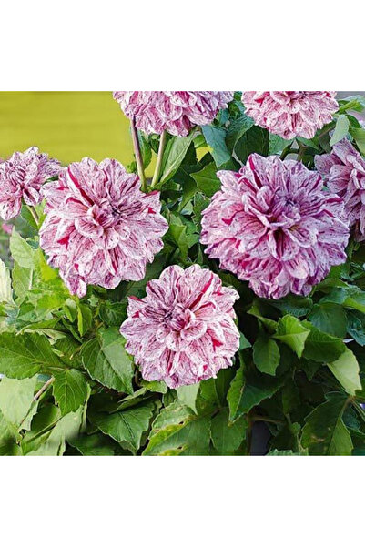Bloom & Sow Seed بذور داليا مخططة بلون وردي وأرجواني، داليا مزدوجة الزهور متع...