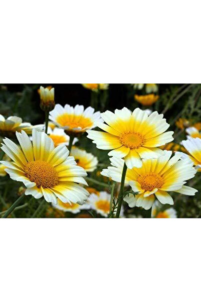 Bloom & Sow Seed بذور زهرة الأقحوان الصفراء البيضاء، زهور سنوية ثنائية اللون ...