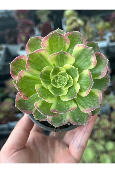 SukuLand Aeonium Fiesta kore ithal özel tür sukulent 9cm saksıda