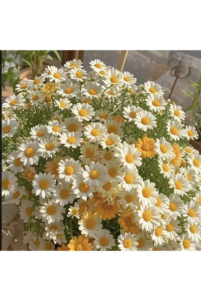 Bloom & Sow Seed بذور زهرة الأقحوان البيضاء (المارغريت) لزراعة الشرفات وحواف ...