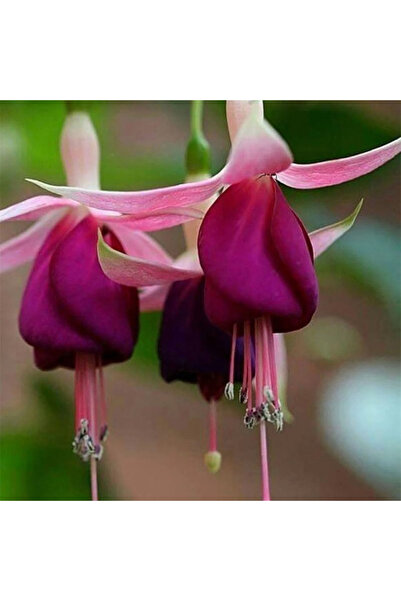 Bloom & Sow Seed Pink‑Purple Fuchsia Flower Seeds, Unique Pendulous Bell Bloo...