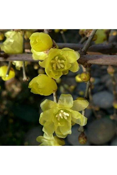 Bloom & Sow Seed Yellow Wintersweet Flower Seeds, Hardy Perennial Shrub, Stro...