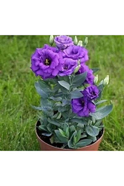 Lisianthus Katmerli Seri Mavi Renk - Saksılık 5 Tohum