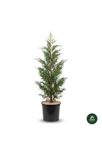 Genel Markalar Leylandi Çamı (Cupressocyparis Leylandii) 15 Litre Saksılı Can...