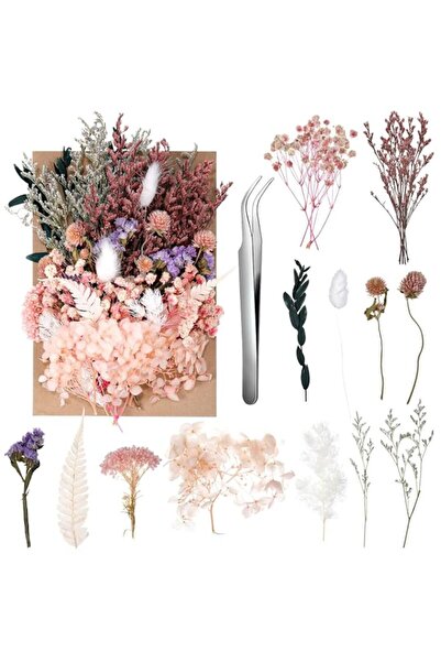 Generic Natural Real Dried Flowers Set – Pressed Blooms in Mixed Colors, Perf...
