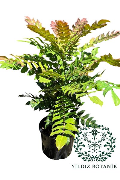 YILDIZ BOTANİK Mahonya Çiçeği Sarı Boya Çalısı Mahonia Winter Sun 40-60 CM