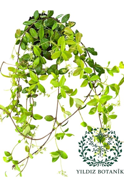 YILDIZ BOTANİK Arap Yasemini Sarmaşığı Fidanı Kokulu Bitki 60-70 Cm 1 Saksıda...