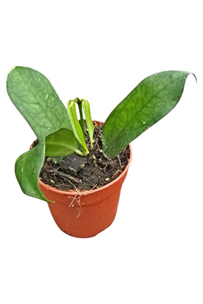 Eufloria Hoya pandurata 'Vietnam' Ø10.5cm