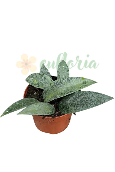 Eufloria Hoya flagellata 'Silver' D10.5