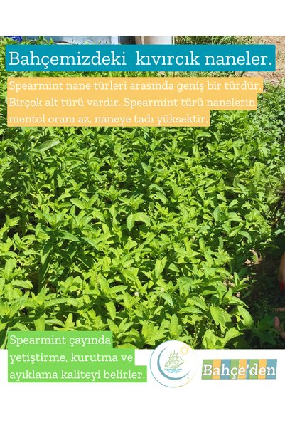 Haven Herbs & Blends Moroccan Spearmint (Curly Mint) Moroccan Type 50 Gr |   Natural Agricultural Product Without Drugs 2026 Harvest |   Mentha X Spicata Var. Crispa