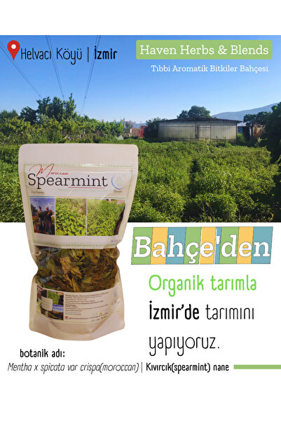 Haven Herbs & Blends Spearmint (Kıvırcık Nane) Fas Tipi 50 gr | İlaçsız Doğal...