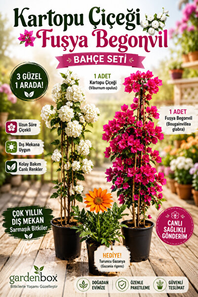 Bitkim Sende Kartopu Çiçeği 1 ADET +Fuşya Begonvil 1 ADET+ Turuncu Gazanya He...