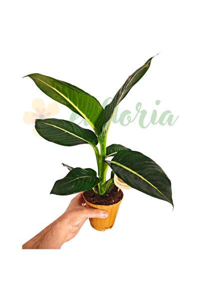 Eufloria Дифенбахия 'Стерлинг' Ø12см